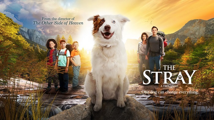 dog movies on netflix:4. The Stray